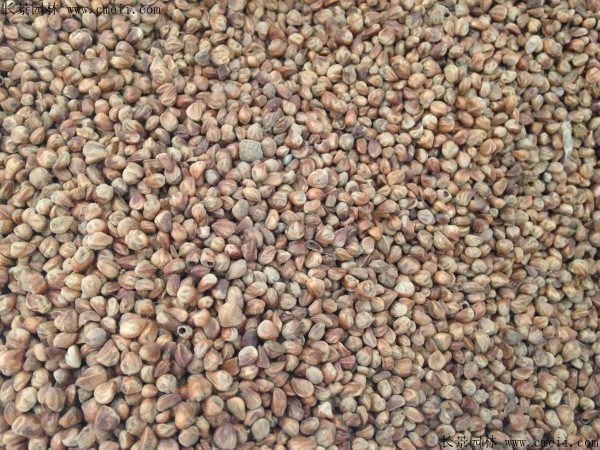 柏木種子圖片 柏木種子圖片