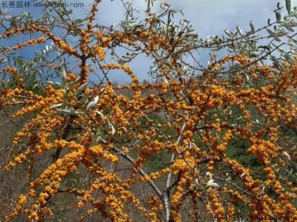 刺柳種子發(fā)芽出苗圖片