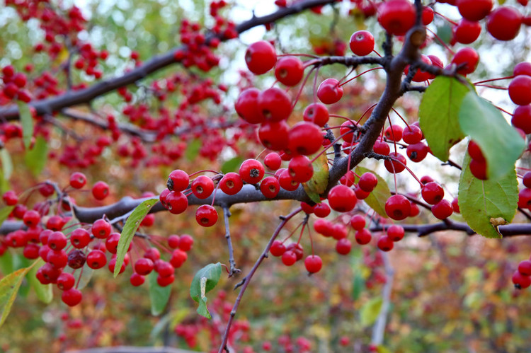 北美海棠 北美海棠