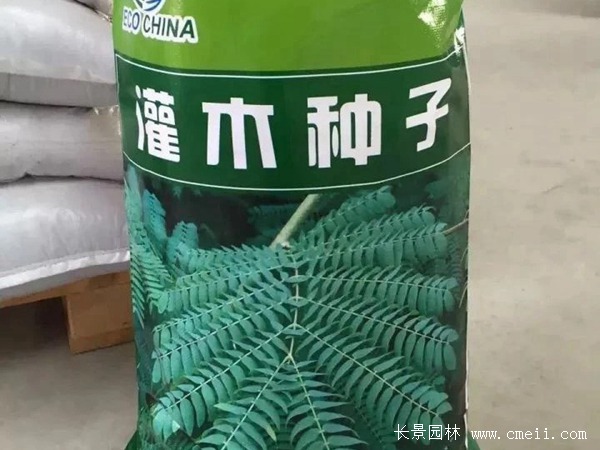 車桑子種子 車桑子種子