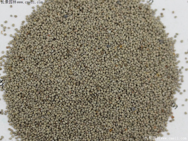 矮雪輪種子 矮雪輪種子