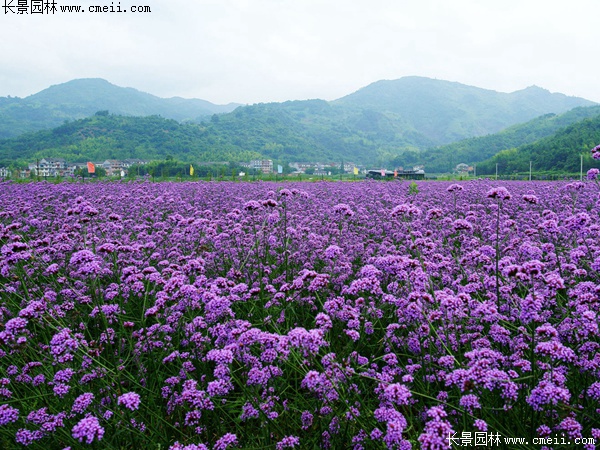 闊葉馬鞭草 闊葉馬鞭草