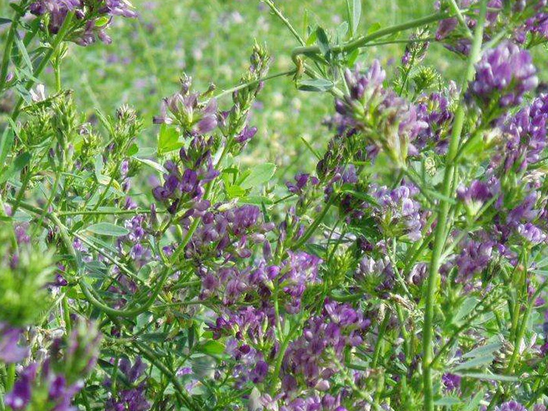 國(guó)產(chǎn)苜蓿 國(guó)產(chǎn)苜蓿