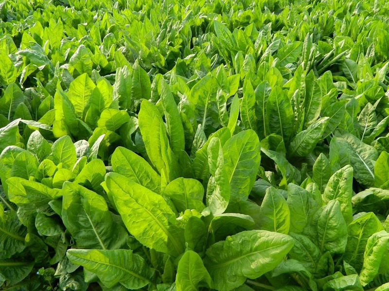 進(jìn)口菊苣種子 進(jìn)口菊苣種子