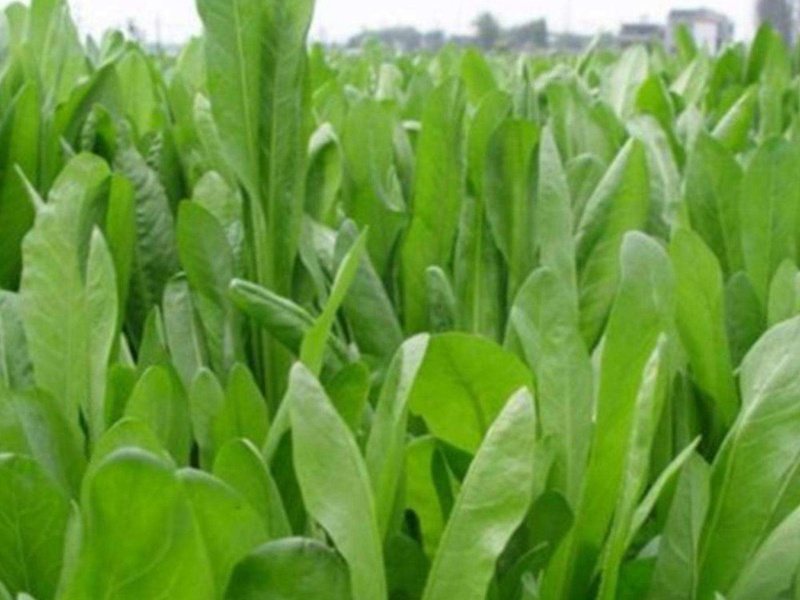 進(jìn)口菊苣種子 進(jìn)口菊苣種子