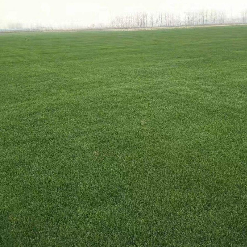 護(hù)坡多年生黑麥草 護(hù)坡多年生黑麥草