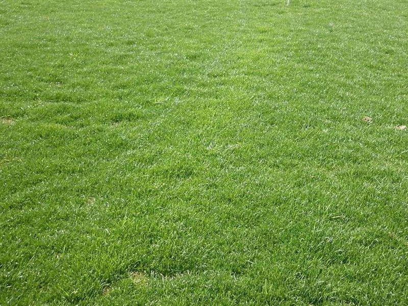 狗牙根草坪 狗牙根草坪