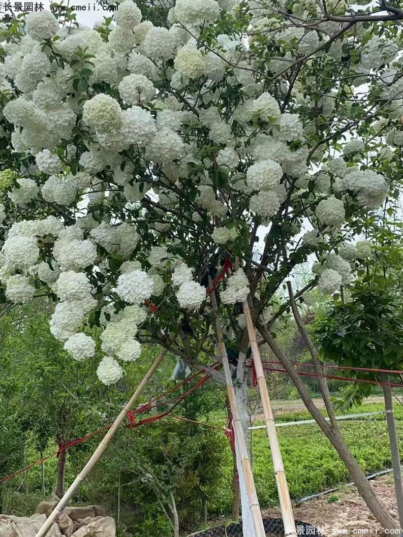 中華木繡球基地實(shí)拍圖片