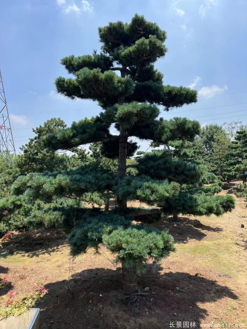 造型五針松 造型五針松