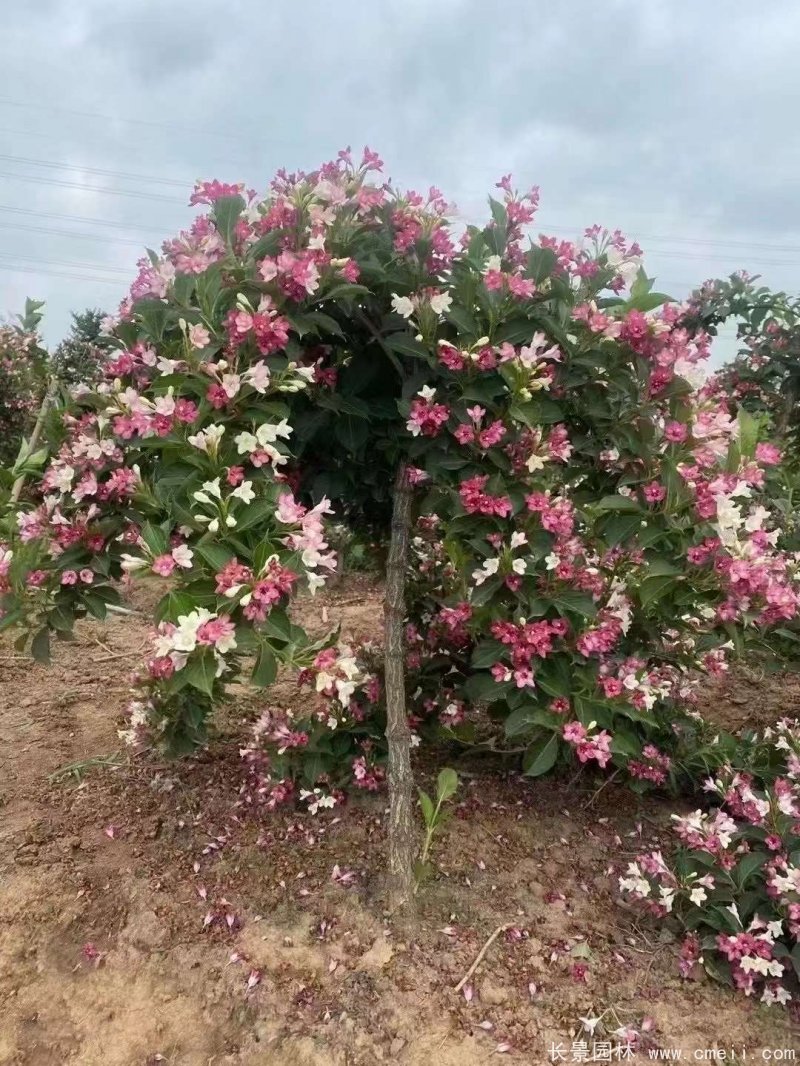 五彩錦帶 五彩錦帶