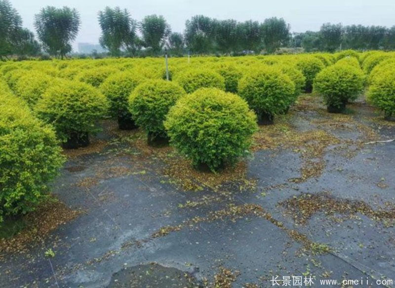 亮晶女貞球 亮晶女貞球