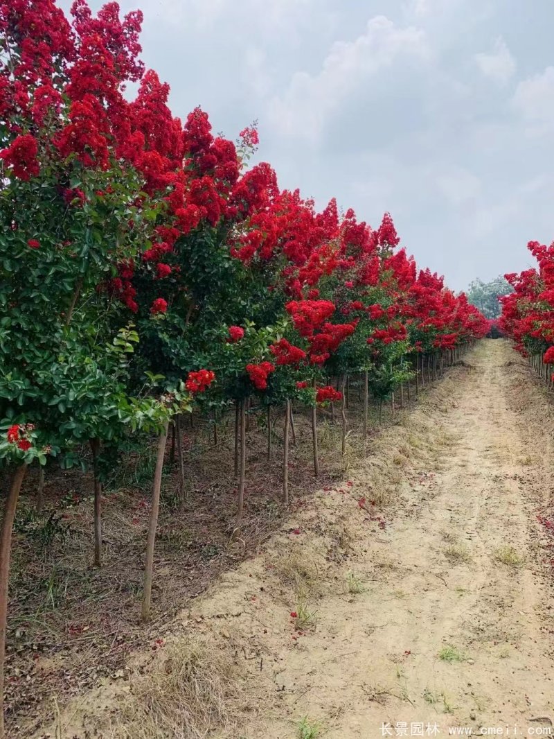 紫葉丹紅紫薇苗 紫葉丹紅紫薇苗