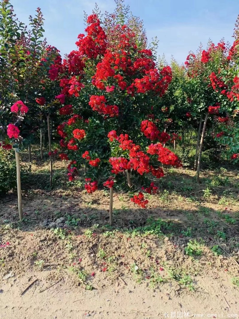 紫葉丹紅紫薇苗 紫葉丹紅紫薇苗