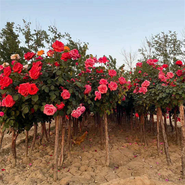 玫瑰樹 玫瑰樹
