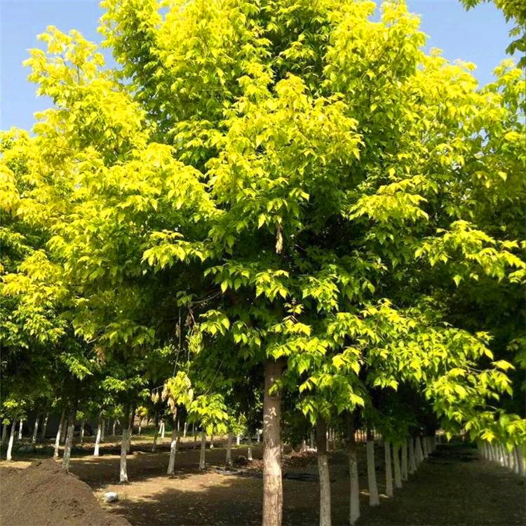 復(fù)葉槭 復(fù)葉槭