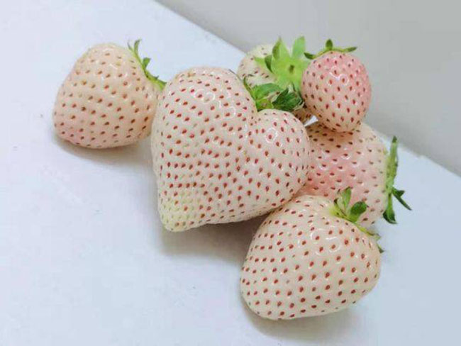 白草莓市場行情怎么樣？白草莓種植前景如何？