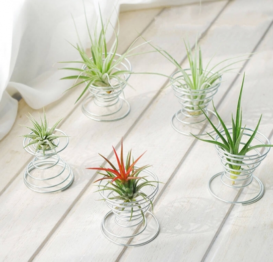 超好養(yǎng)活的空氣鳳梨 超好養(yǎng)活的空氣鳳梨