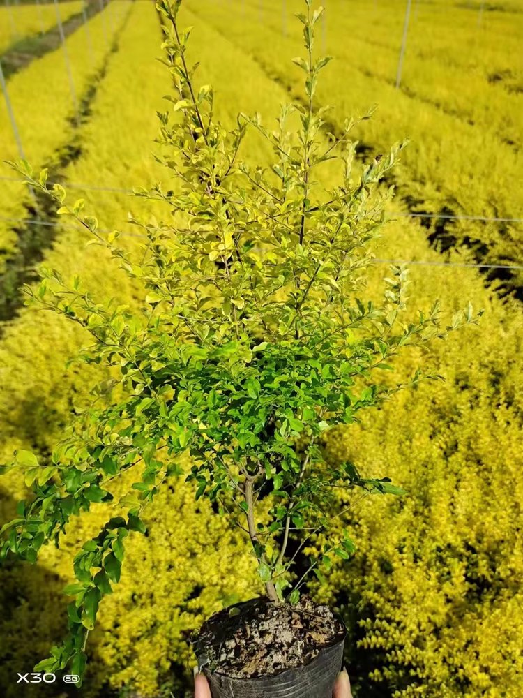 亮晶女貞 亮晶女貞