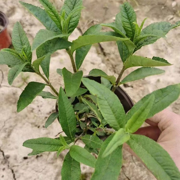 醉魚(yú)草 醉魚(yú)草