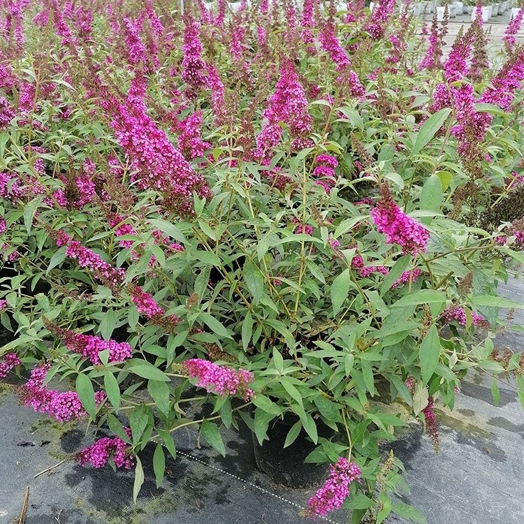 醉魚(yú)草 醉魚(yú)草