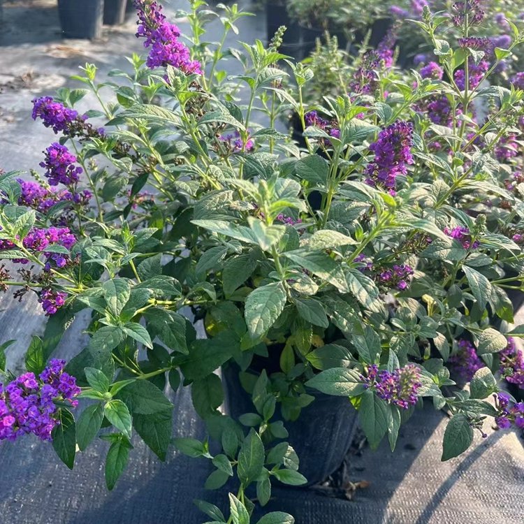 醉魚(yú)草 醉魚(yú)草