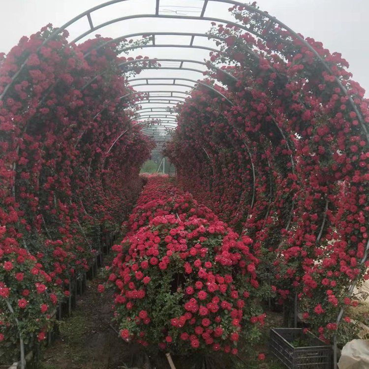 月季拱門(mén)月季拱門(mén) 來(lái)自長(zhǎng)景園林 月季拱門(mén)月季拱門(mén) 來(lái)自長(zhǎng)景園林