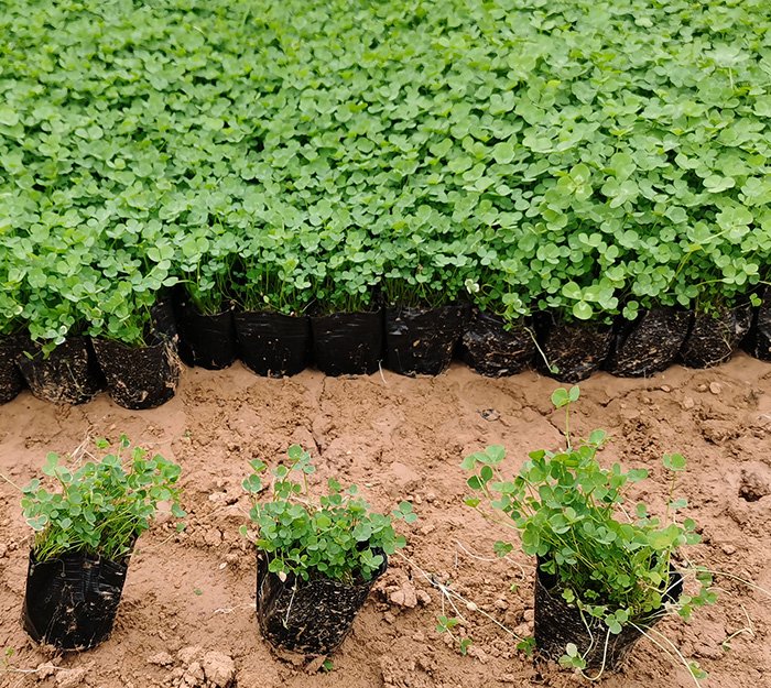 白車(chē)軸草 白車(chē)軸草