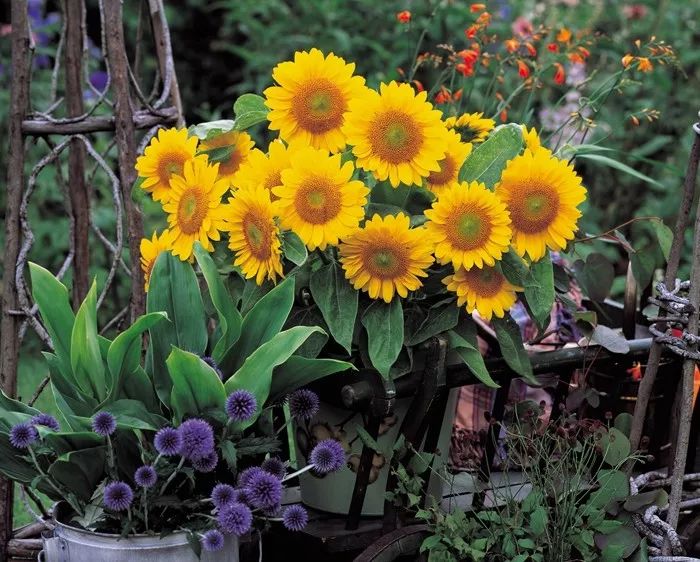 富陽特系列向日葵 富陽特系列向日葵